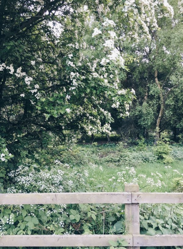 The July Rose | A New Look and Blog Re-brand