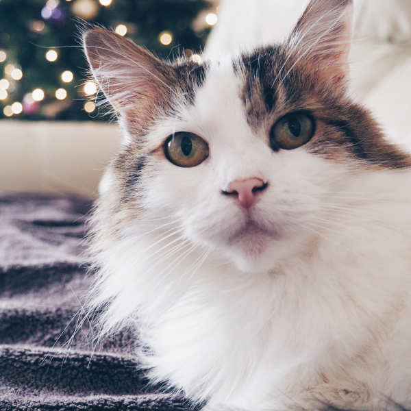 Meet Lou