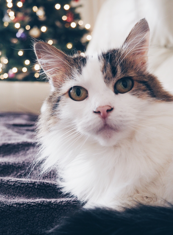 Meet Lou!