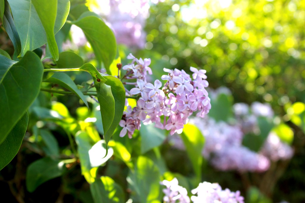 Lilac