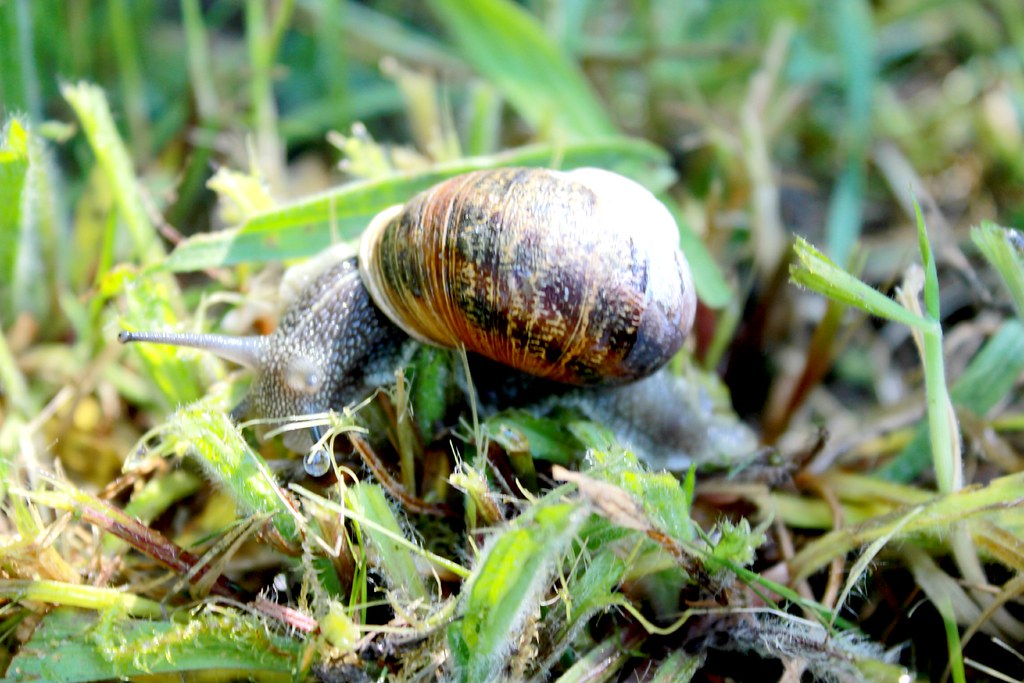 Snail in the garden