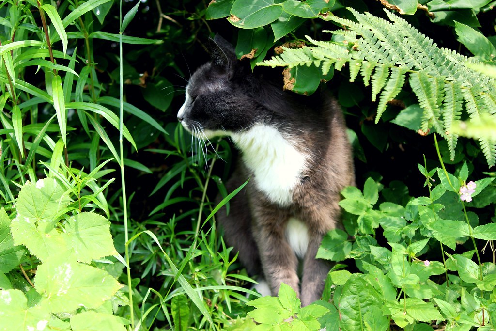 Jungle Cat Jungle Cat
