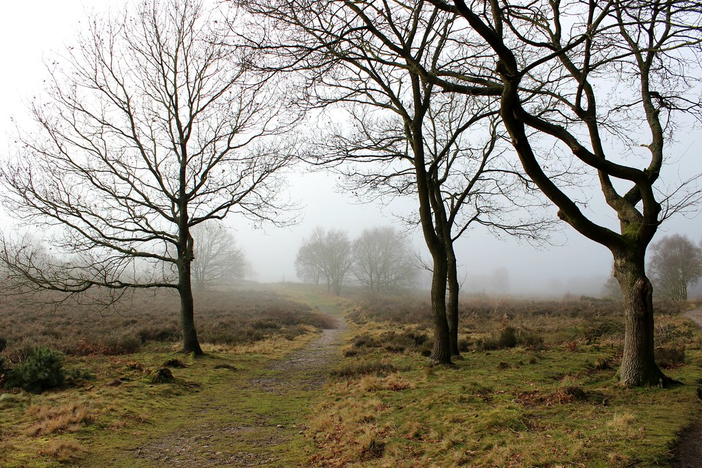 Foggy Winter Morning